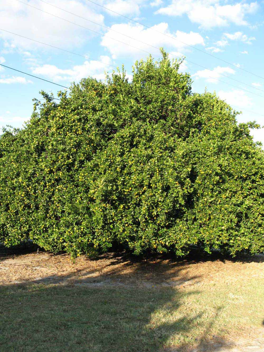            Habit (Winter Haven, FL)   